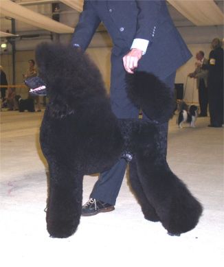 Click on picture to see me Move in the ring